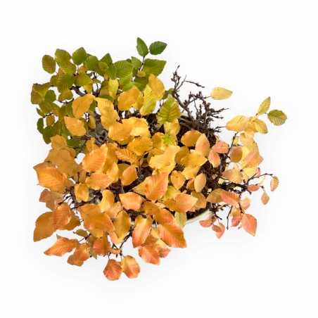 Carpinus Koreana - Hainbuche - 31 cm