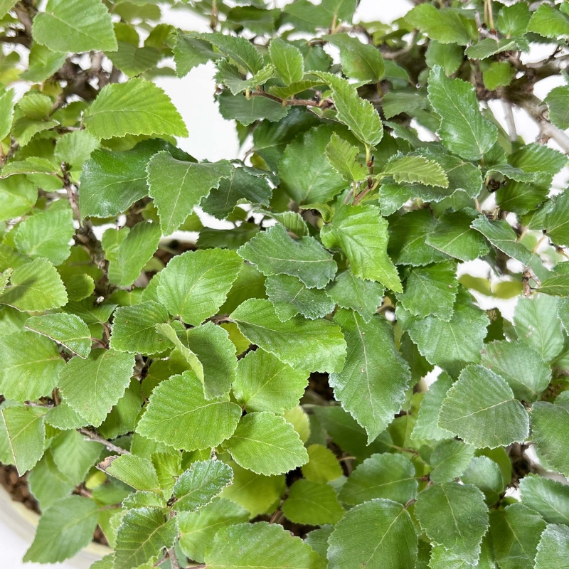 Carpinus Koreana - Hainbuche - 31 cm