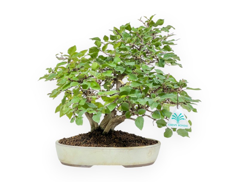Carpinus Koreana - Hainbuche - 31 cm