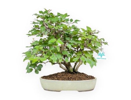 Carpinus Koreana - Hornbeam - 31 cm