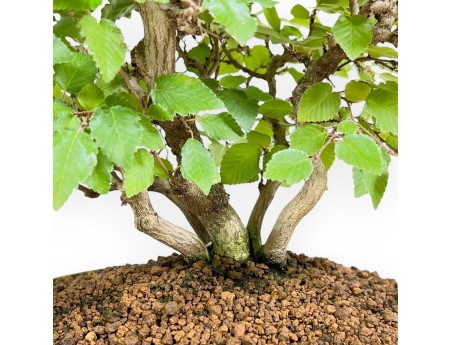 Carpinus Koreana - Haagbeuk - 31 cm
