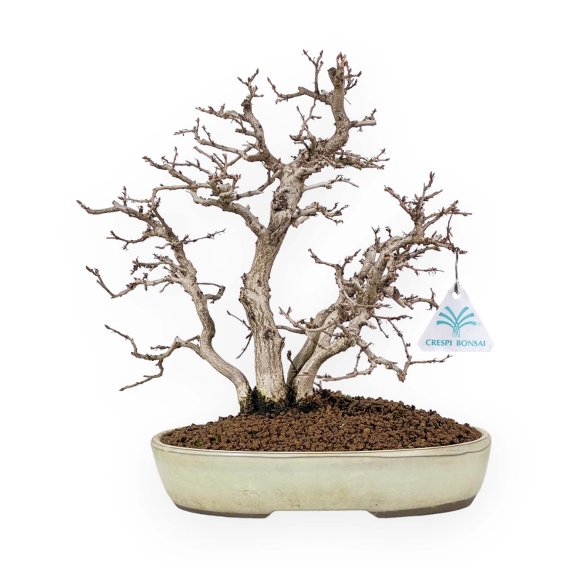 Carpinus Koreana - Carpe - 30 cm