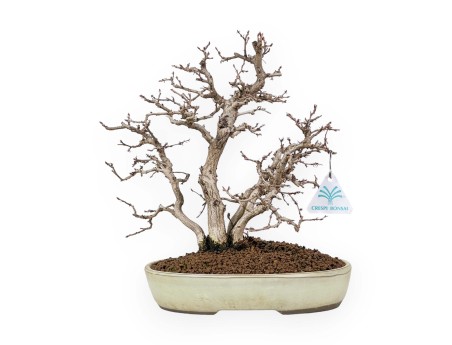 Carpinus Koreana - Charme - 30 cm