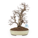 Carpinus Koreana - Carpe - 30 cm
