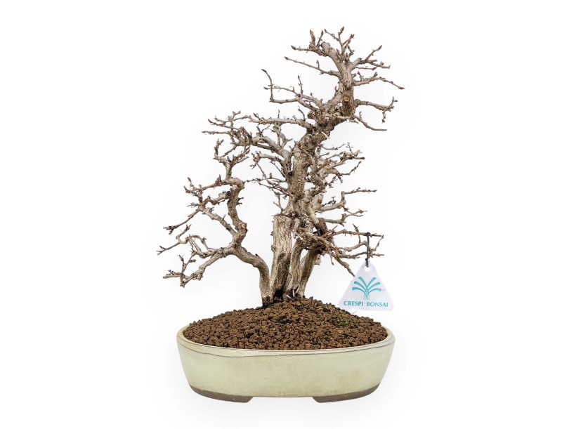 Carpinus Koreana - Haagbeuk - 30 cm