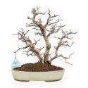 Carpinus Koreana - Carpe - 30 cm
