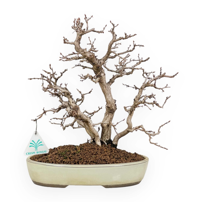 Carpinus Koreana - Carpe - 30 cm