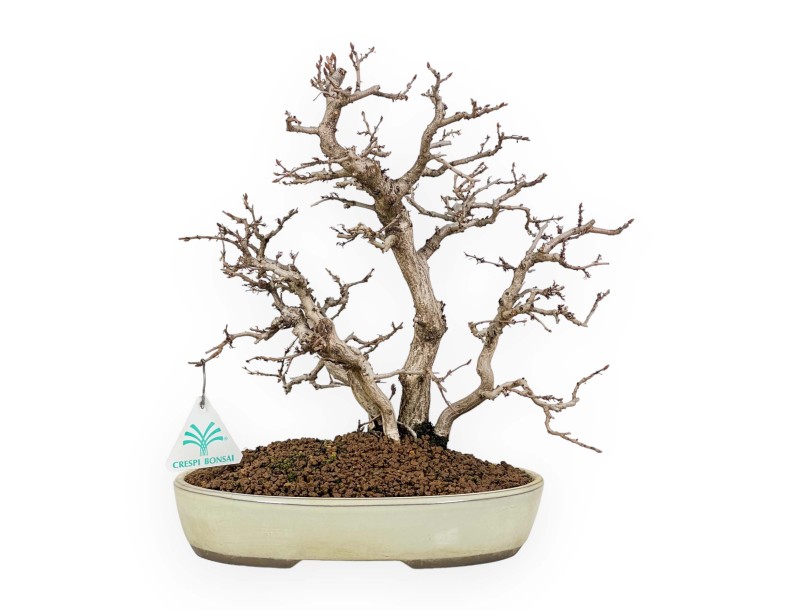 Carpinus Koreana - Hornbeam - 30 cm