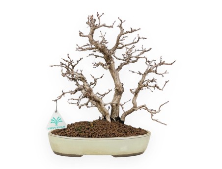 Carpinus Koreana - Carpino - 30 cm