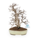 Carpinus Koreana - Carpe - 30 cm