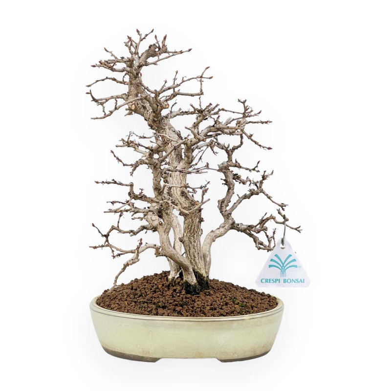 Carpinus Koreana - Carpe - 30 cm