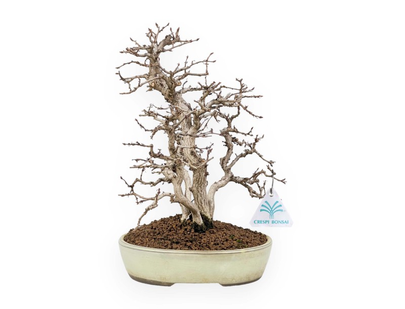 Carpinus Koreana - Charme - 30 cm