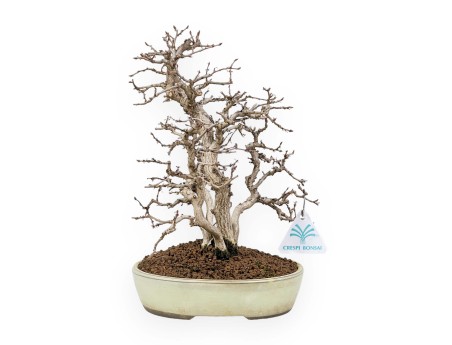 Carpinus Koreana - Haagbeuk - 30 cm