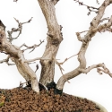 Carpinus Koreana - Carpe - 30 cm