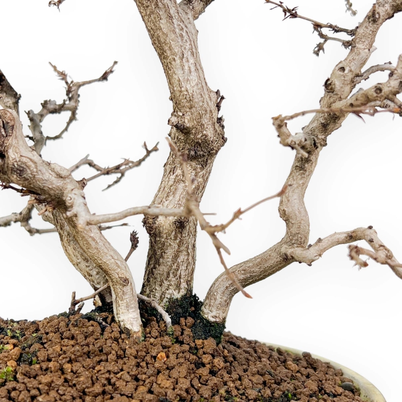 Carpinus Koreana - Carpe - 30 cm