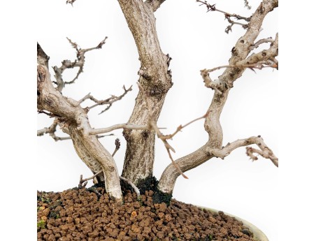 Carpinus Koreana - Hainbuche - 30 cm