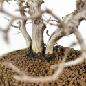 Carpinus Koreana - Carpe - 30 cm