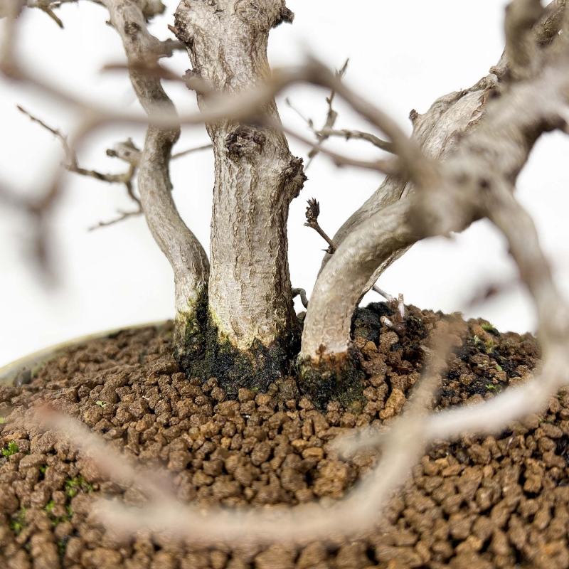 Carpinus Koreana - Carpe - 30 cm