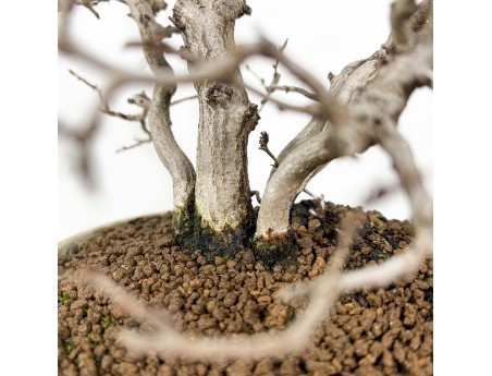 Carpinus Koreana - Carpe - 30 cm