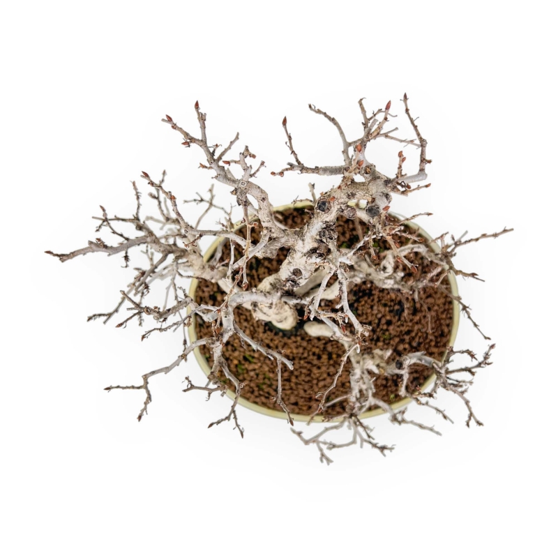Carpinus Koreana - Carpe - 30 cm