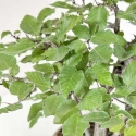 Carpinus Koreana - Carpe - 30 cm