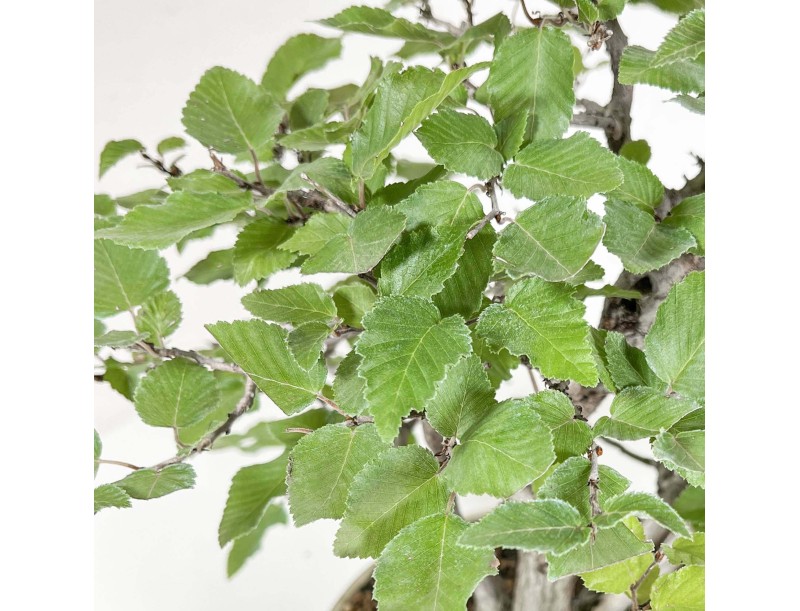 Carpinus Koreana - Haagbeuk - 30 cm