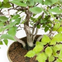 Carpinus Koreana - Carpe - 30 cm