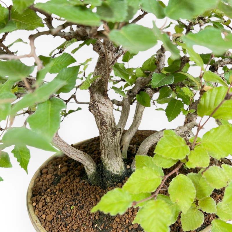 Carpinus Koreana - Carpe - 30 cm