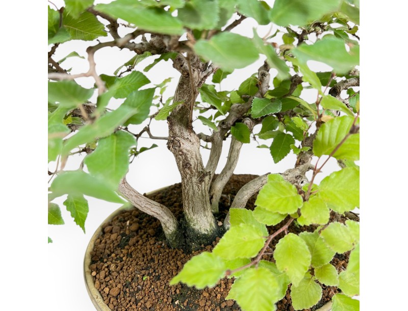 Carpinus Koreana - Charme - 30 cm