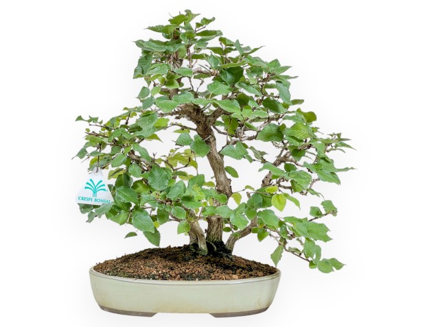 Carpinus Koreana - Carpe - 30 cm