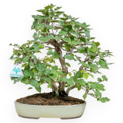 Carpinus Koreana - Charme - 30 cm