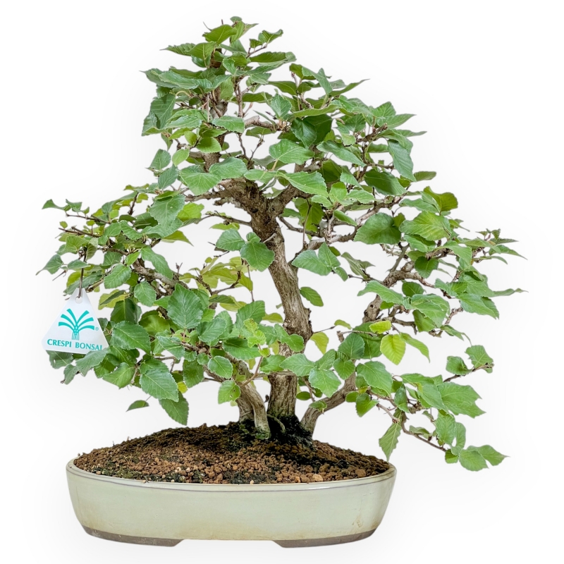 Carpinus Koreana - Carpe - 30 cm