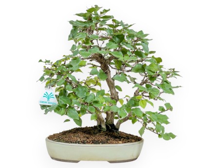 Carpinus Koreana - Haagbeuk - 30 cm