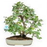 Carpinus Koreana - Carpe - 30 cm
