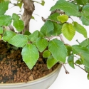 Carpinus Koreana - Carpe - 30 cm