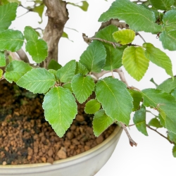 Carpinus Koreana - Charme - 30 cm