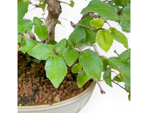 Carpinus Koreana - Haagbeuk - 30 cm 2