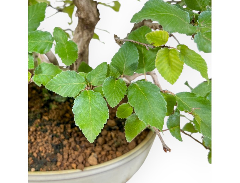 Carpinus Koreana - Carpino - 30 cm