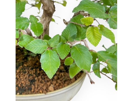 Carpinus Koreana - Charme - 30 cm