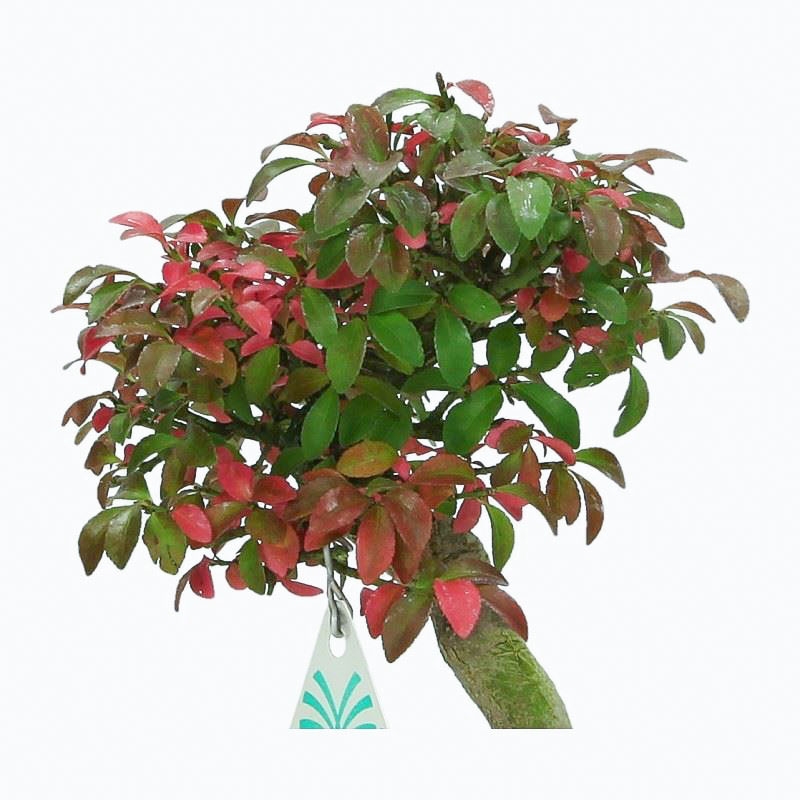 Euonymus Alatus - Evonimo - 22 cm