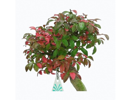 Euonymus Alatus - Spindle - 22 cm
