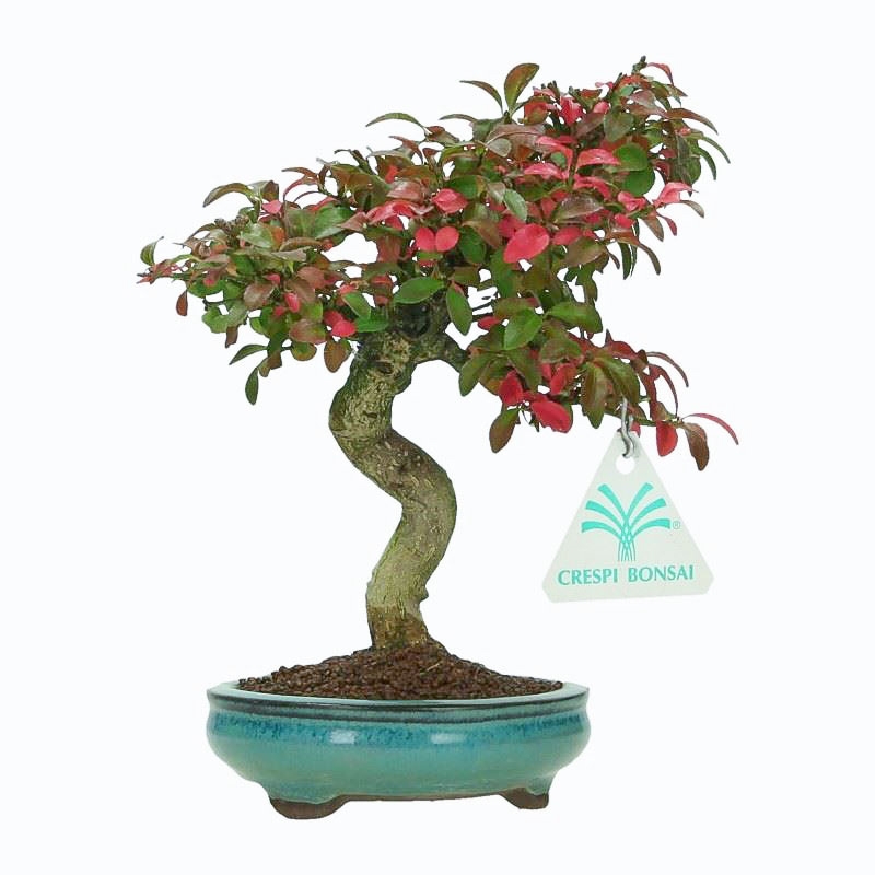 Euonymus Alatus - Evonimo - 22 cm