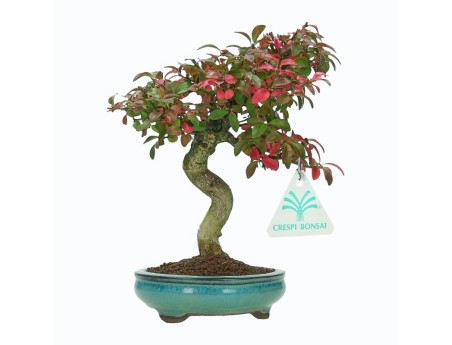 Euonymus Alatus - Spindle - 22 cm