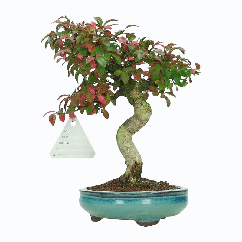Euonymus Alatus - Evonimo - 22 cm