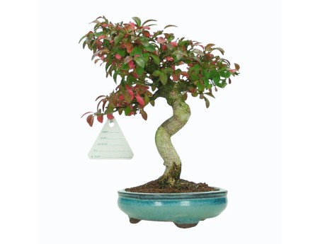 Euonymus Alatus - Fusain - 22 cm