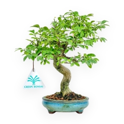 Euonymus Alatus - Spindle - 22 cm