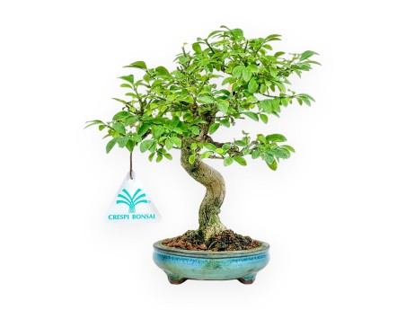 Euonymus Alatus - Evonimo - 22 cm