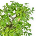 Euonymus Alatus - Evonimo - 22 cm