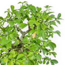 Euonymus Alatus - Spindle - 22 cm