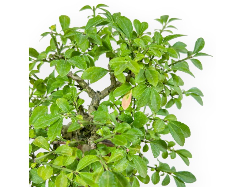 Euonymus Alatus - Spindle - 22 cm